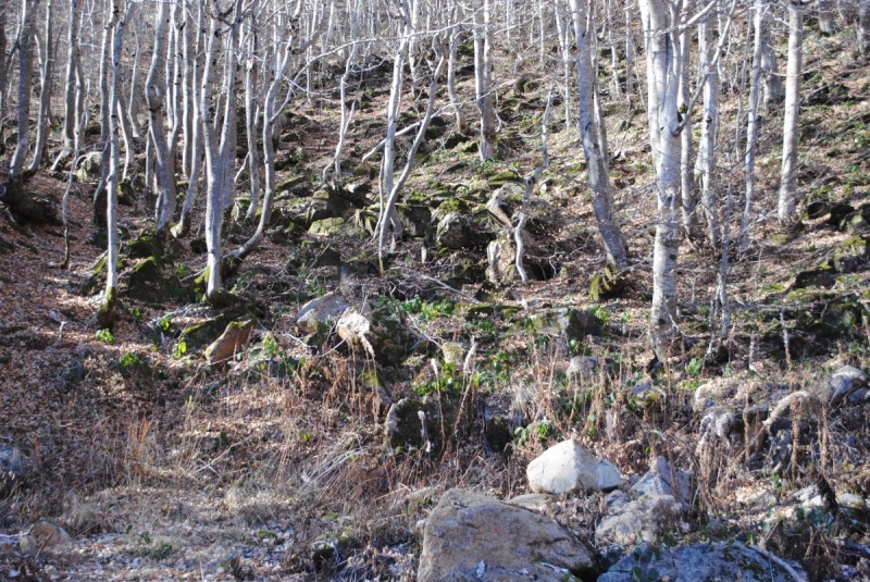 DSC_2455.jpg