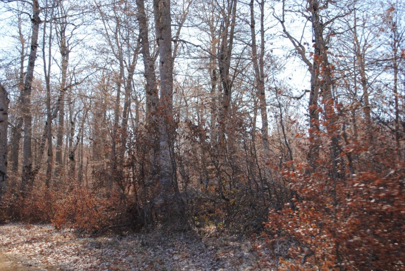 DSC_2457.jpg