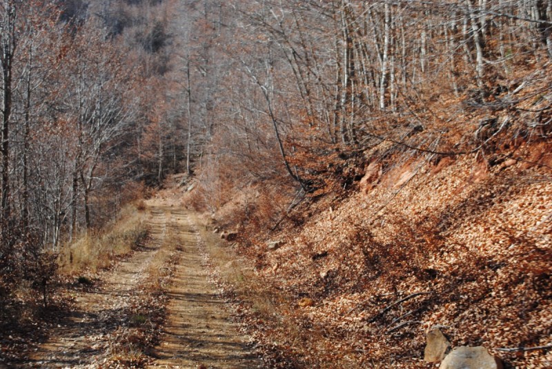 DSC_2461.jpg