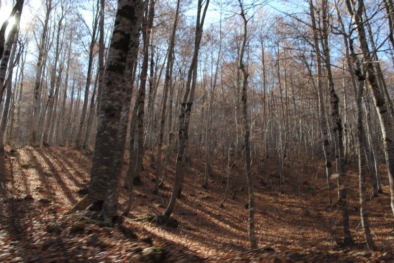 DSC_2524.jpg