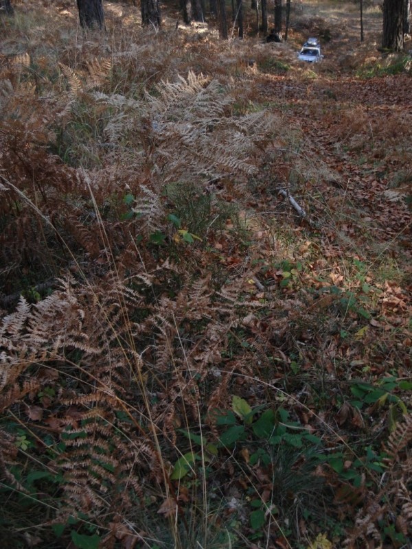 DSC02631.jpg