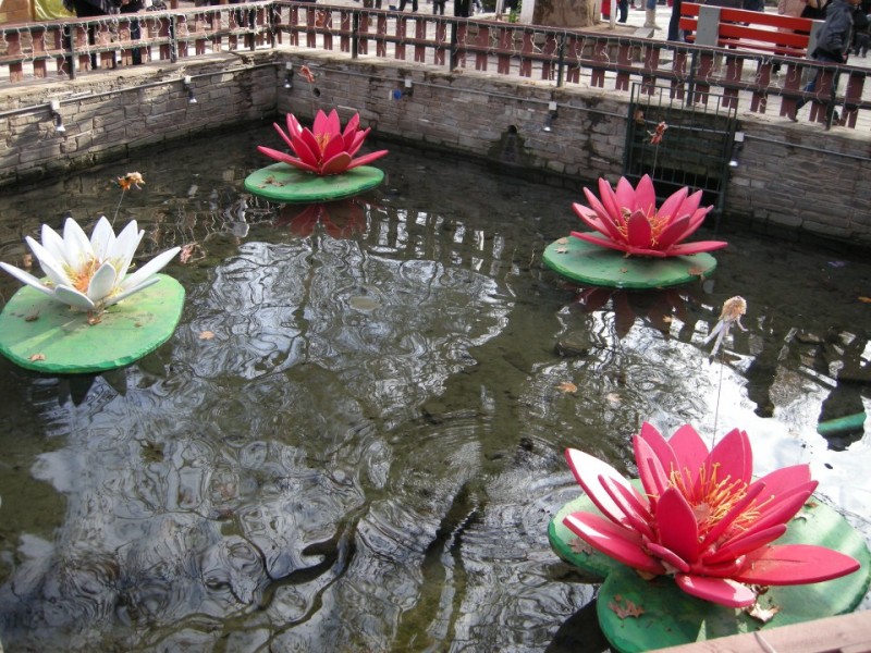 DSCN2772.jpg