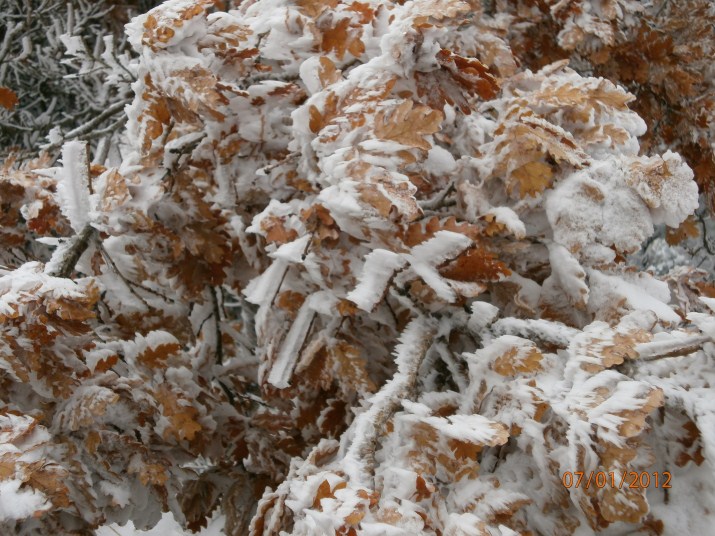 P1070058 (715 x 536).jpg