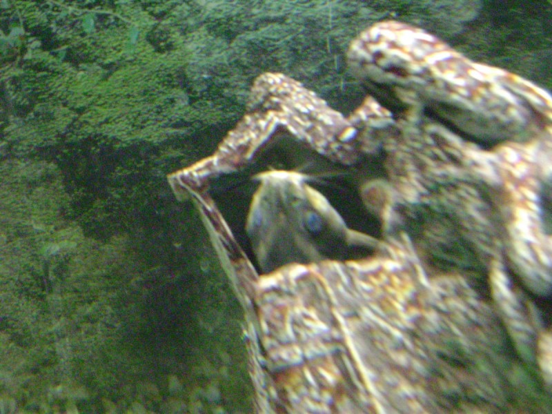 DSC00950.jpg