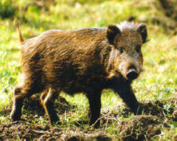 boar.jpg