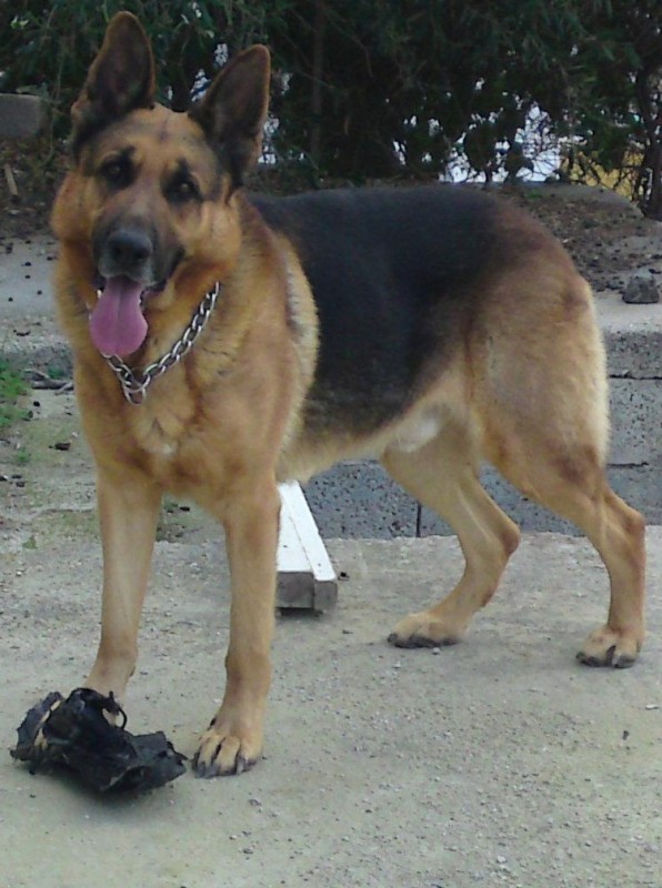 Drago....jpg