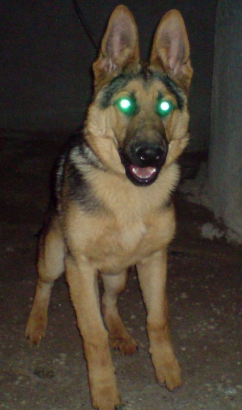 Drago killer.jpg