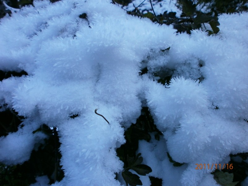 PRIONIA 1.jpg