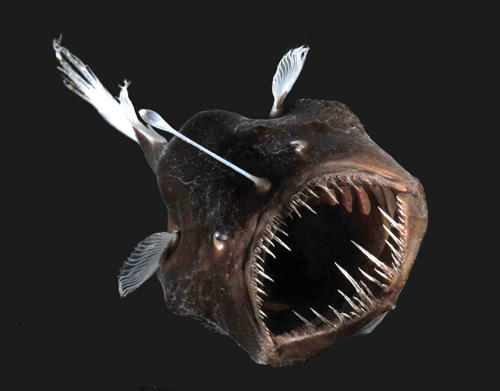 webblackseadevilmelanocetusniger.jpg