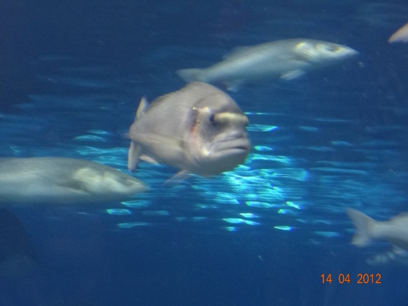 DSC09915.JPG
