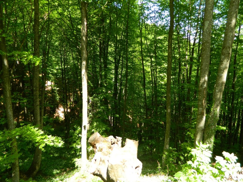 DSCN0642.JPG