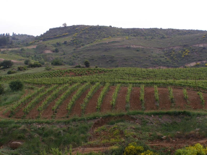 P5111634.jpg