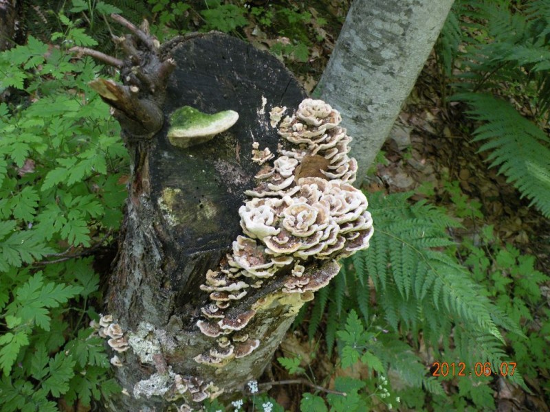 DSCN6231.JPG
