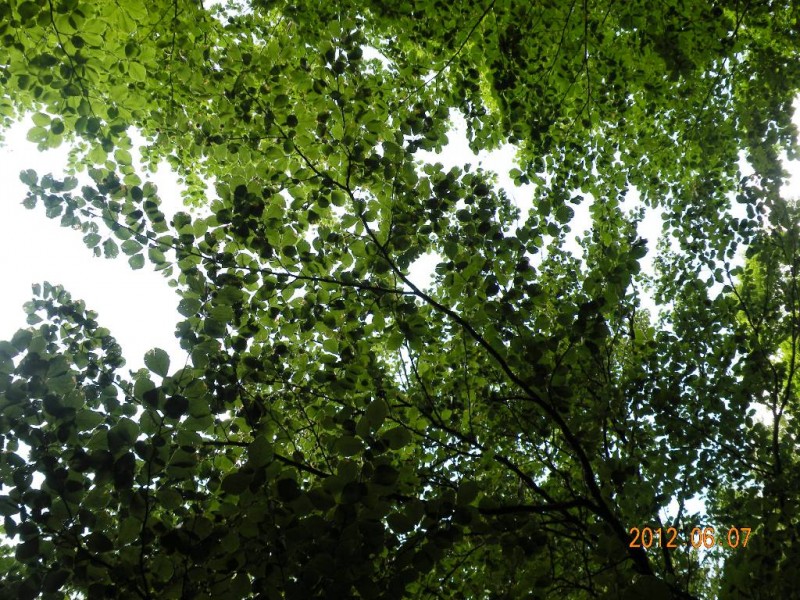 DSCN6246.JPG