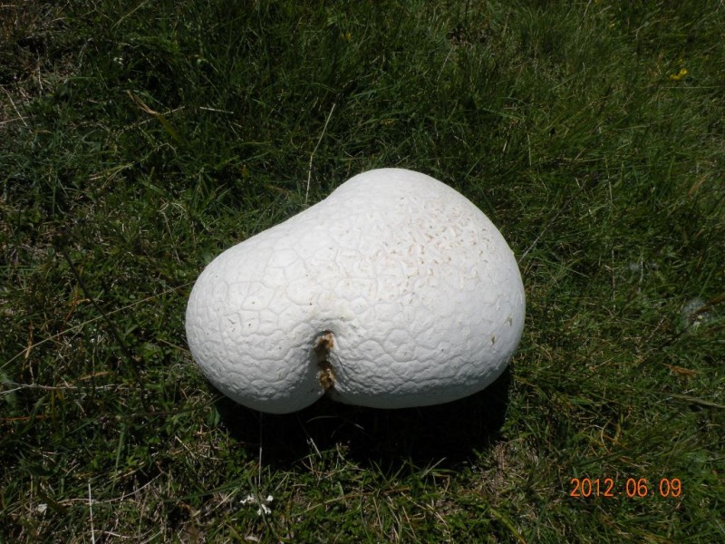 DSCN6275v.JPG