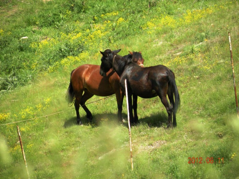 DSCN6293v.JPG