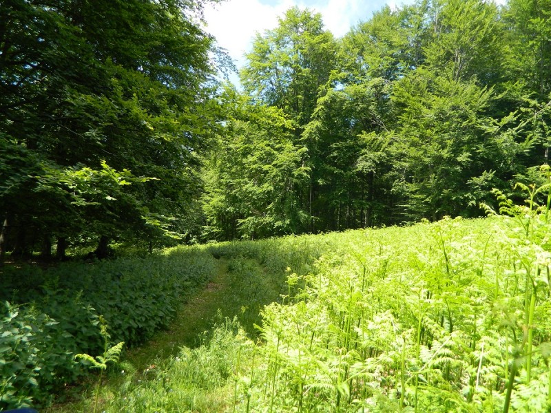 DSCN1707.JPG