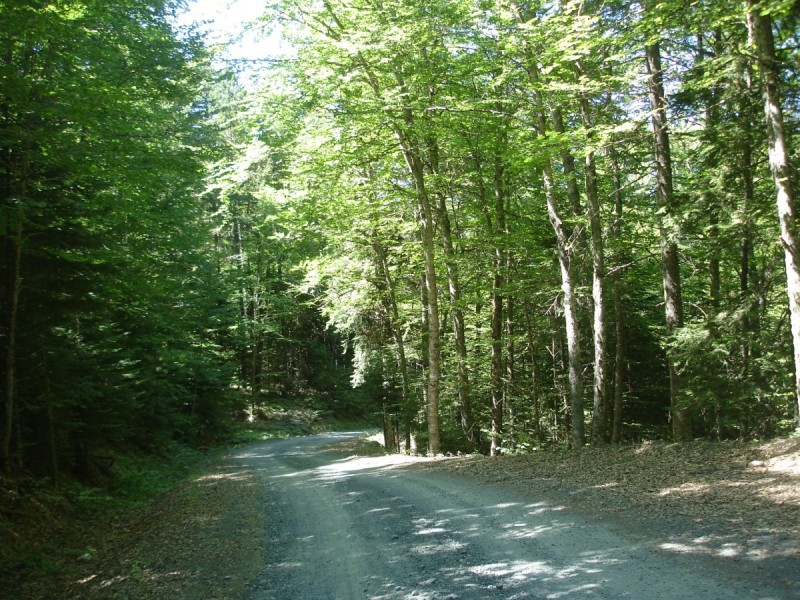 DSC02082.jpg
