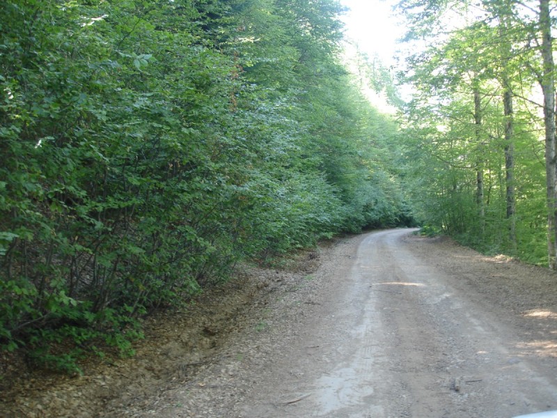 DSC02096.jpg