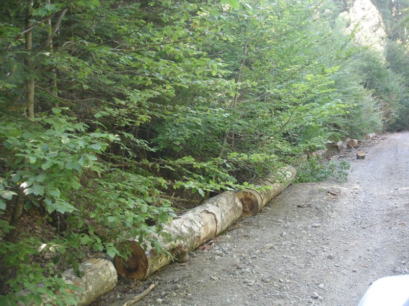 DSC02097.jpg