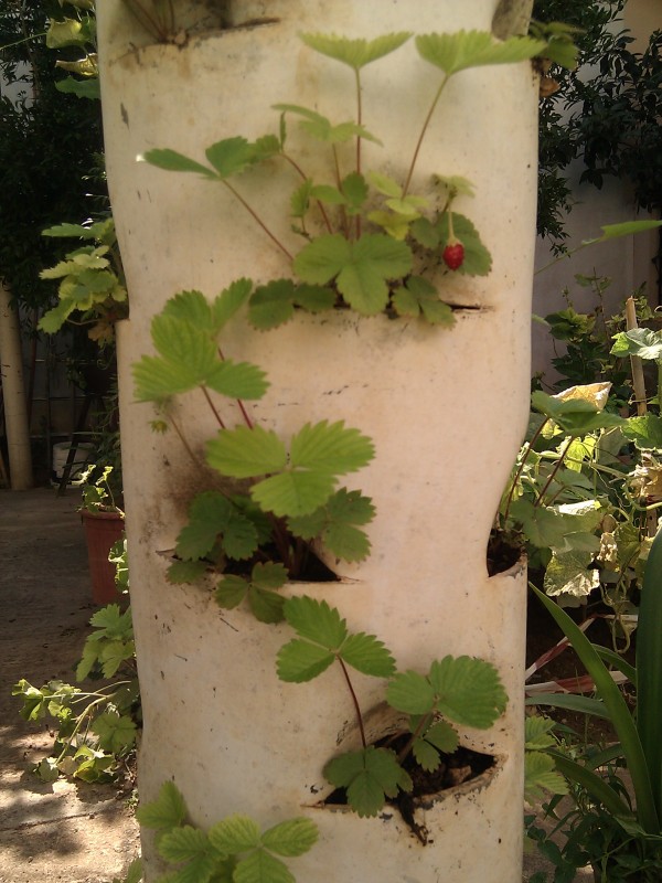 IMG_20120802_104857.jpg
