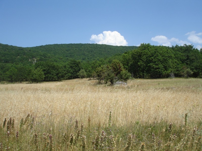 DSC02233.jpg
