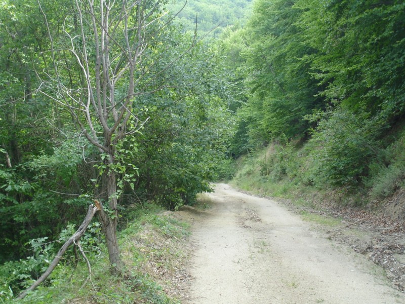DSC02294.jpg