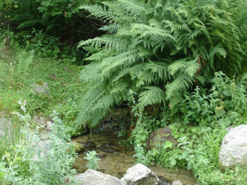 DSC02297.jpg