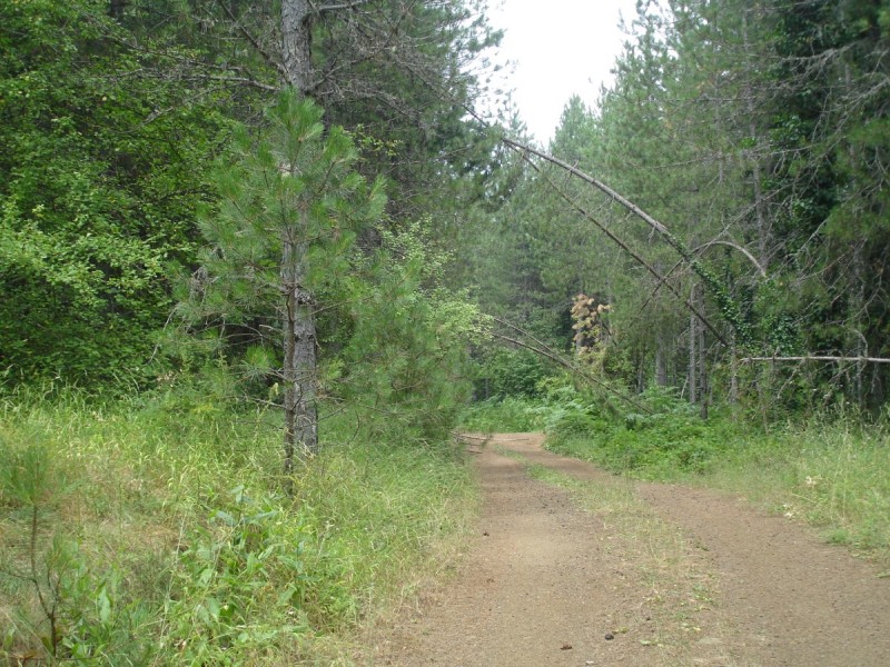 DSC02385.jpg