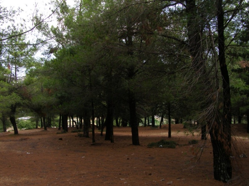 P8052060.jpg
