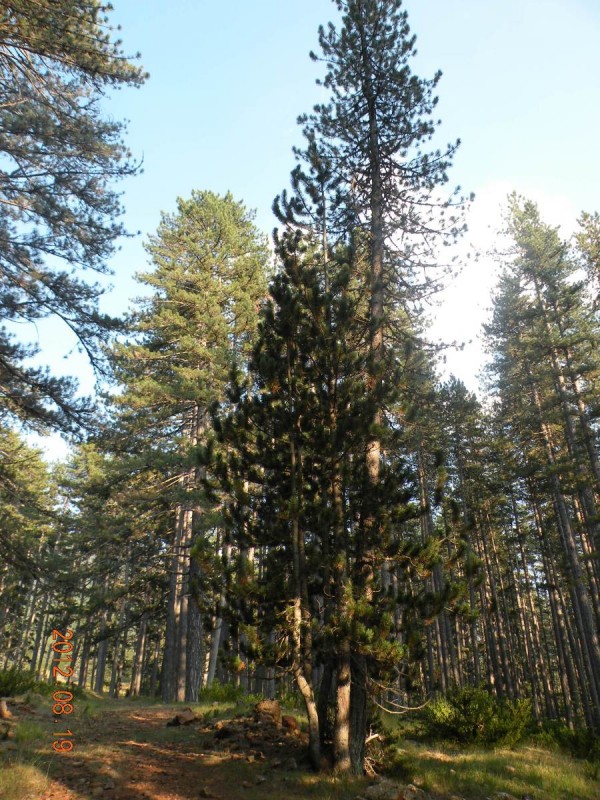 DSCN6617v.JPG
