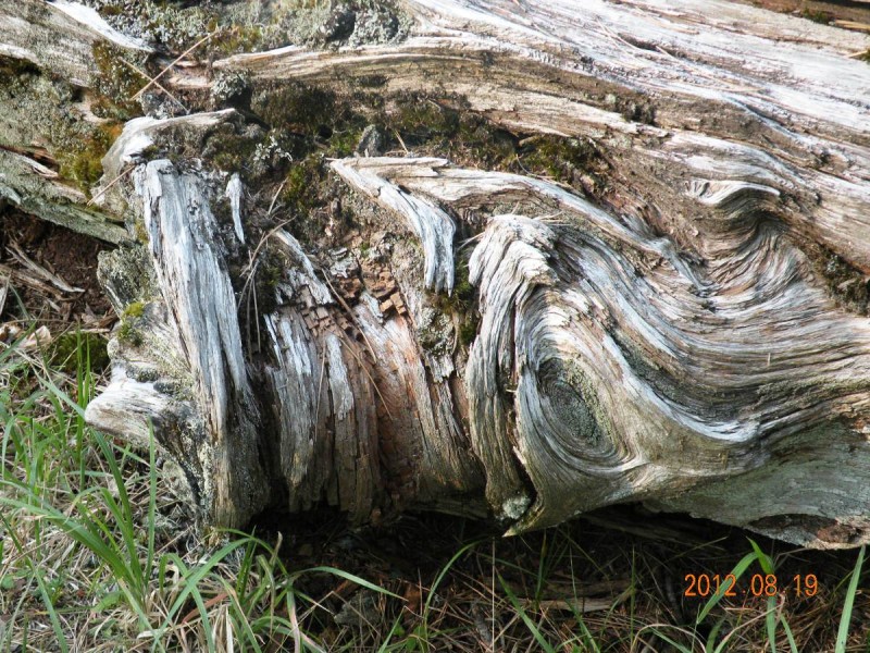 DSCN6619v.JPG