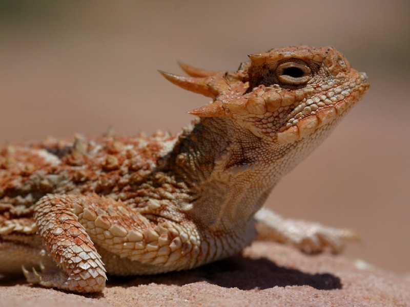 HornedLizard.jpg