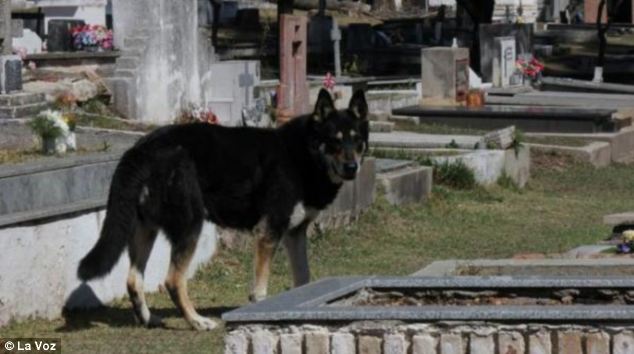 Loyal_dog_argentina2.jpg