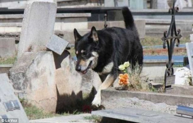 Loyal_dog_argentina4.jpg