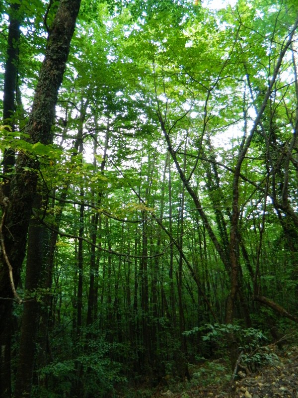 DSCN3521.JPG