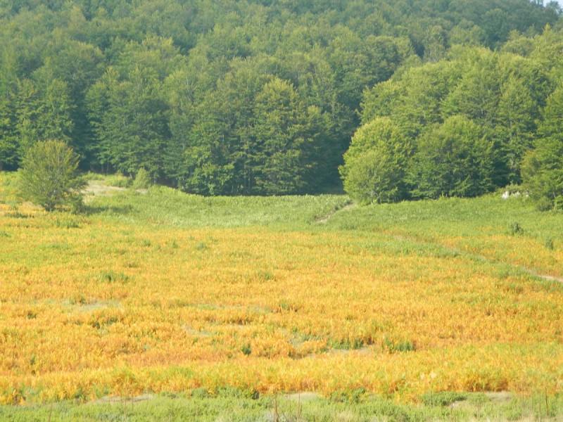 DSCN3560.JPG