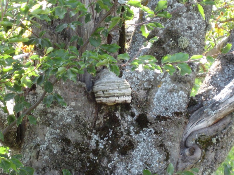 Αντίγραφο από IMG_3986.JPG