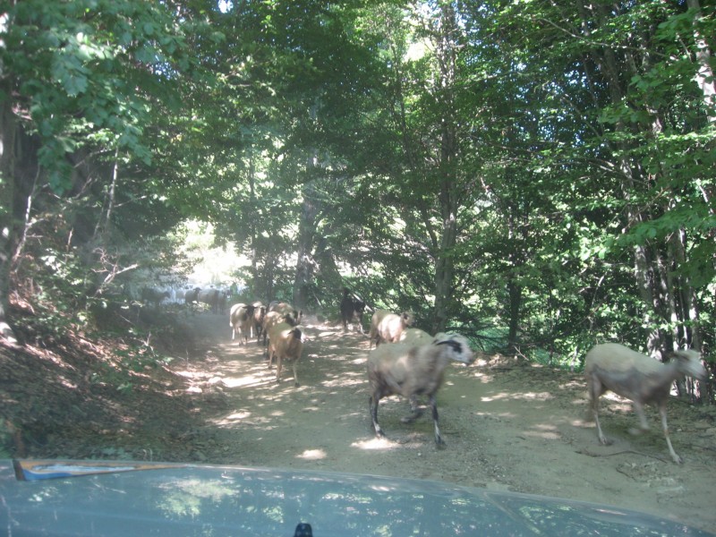 Αντίγραφο από IMG_4000.JPG