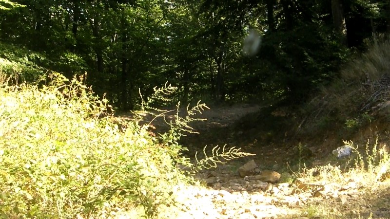 CI-143542852830251967.jpg