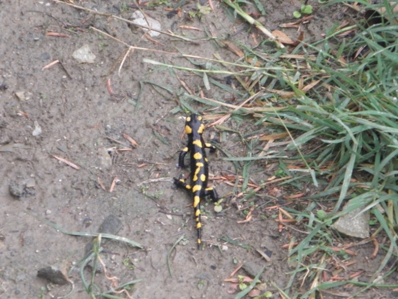 PA130538.jpg