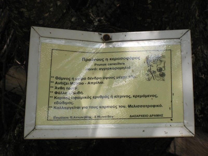 Αντίγραφο από IMG_4371.JPG