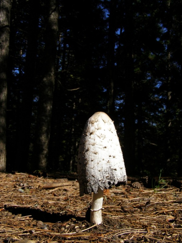 PA212836.jpg