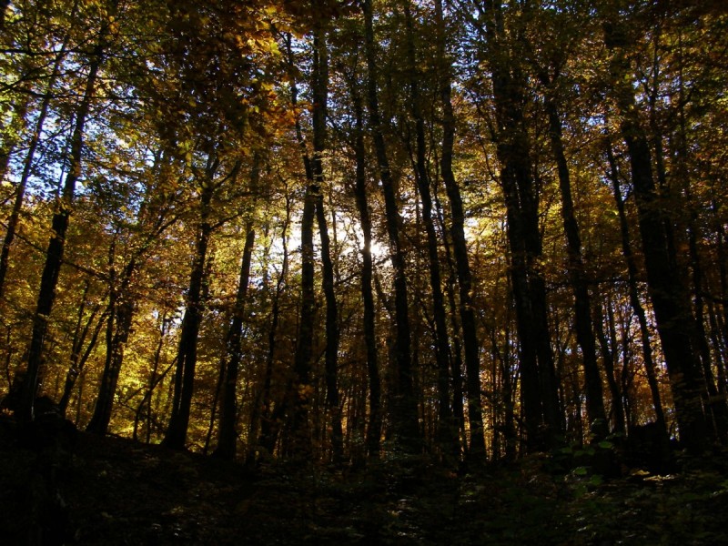 PA212853.jpg