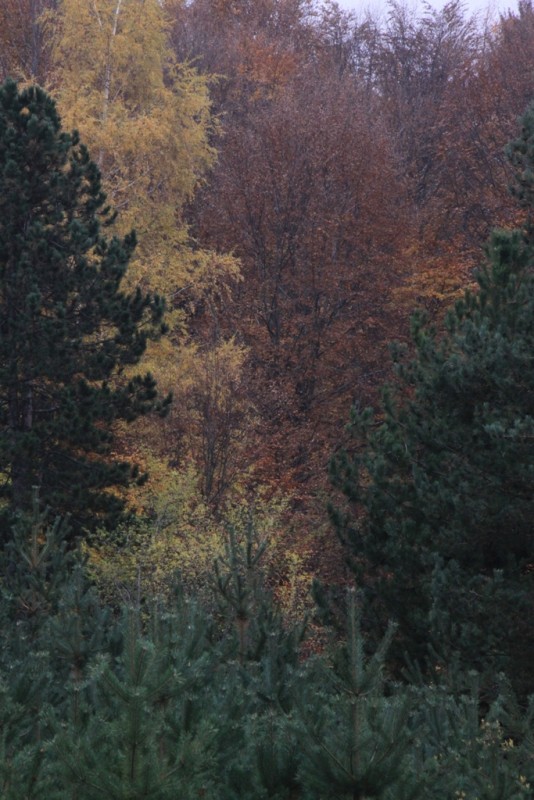 2012_11_18_2165.JPG