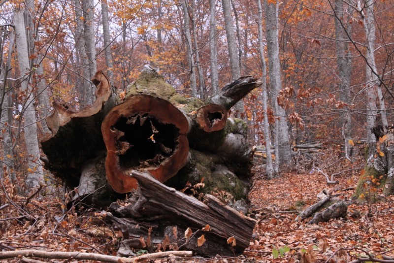 2012_11_18_2171.JPG
