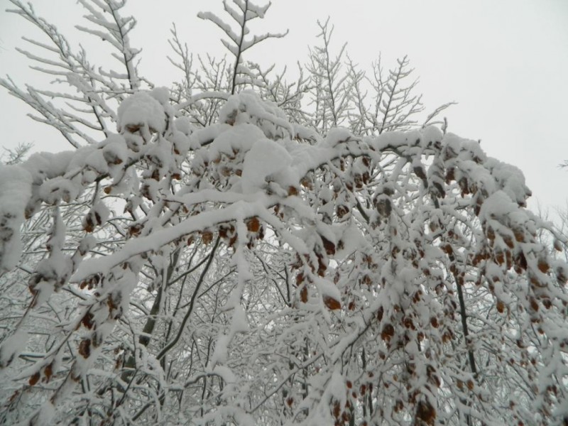 DSCN4683.JPG
