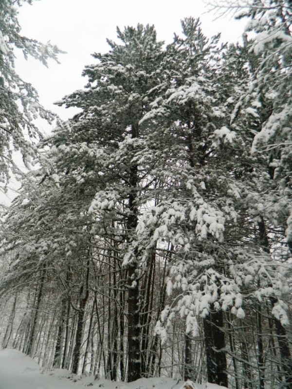 DSCN4700.JPG