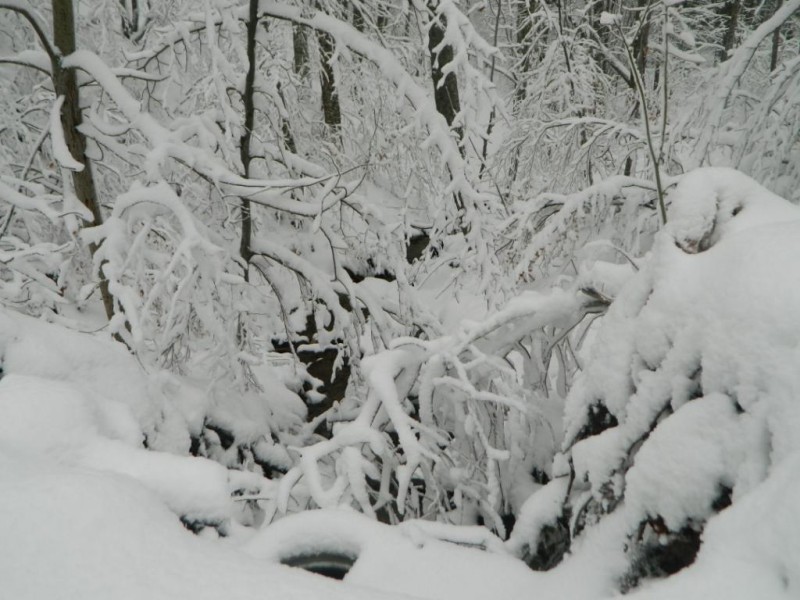 DSCN4704.JPG