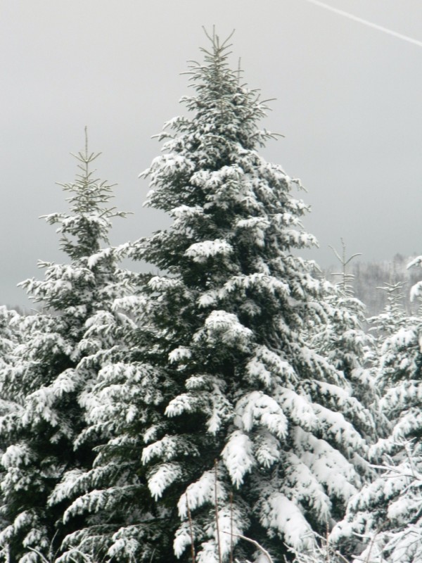 DSCN4733.JPG